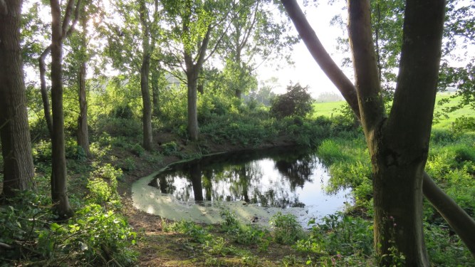 Water-filled crater in Railway Wood