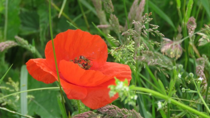 In Flanders Fields the Poppies blow ...