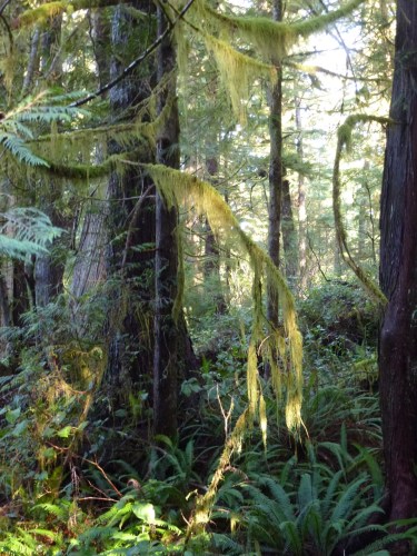 Morpheus Island Cemetery